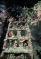 Exterior deck ladder on the Shinkoku Maru, Japanese WW II shipwreck. Exterior deck ladder on the Shinkoku Maru, Japanese WW II shipwreck.