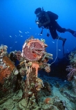 Telegraph control for communication with engine room on bridge of the Shinkoku Maru, Japanese WW II shipwreck. Telegraph control for communication with engine room on bridge of the Shinkoku Maru, Japanese WW II shipwreck.