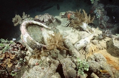 Ceramic basin, bottles and other artifacts on the Shinkoku Maru, Japanese WW II shipwreck. Ceramic basin, bottles and other artifacts on the Shinkoku Maru, Japanese WW II shipwreck.