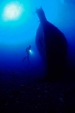Wreck of the Mahi.