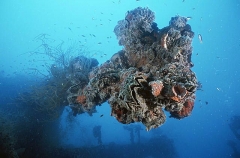 Bow gun barrel on shipwreck covered in oysters and mussels. Bow gun barrel on shipwreck covered in oysters and mussels.