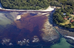 River outlet emitting tannin rich fresh water into ocean.