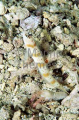 Banded Shrimpgoby (Amblyeleotris fasciata) Banded Shrimpgoby (Amblyeleotris fasciata)