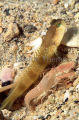 Shrimp Goby (Cryptocentrus maudae) Shrimp Goby (Cryptocentrus maudae)
