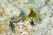 Yellow Shrimpgoby (Cryptocentrus cinctus) Yellow Shrimpgoby (Cryptocentrus cinctus)