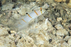 Randall's Shrimp Goby (Amblyeleotris randalli) Randall's Shrimp Goby (Amblyeleotris randalli)