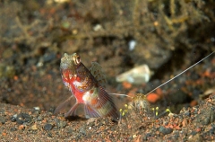 Freckled Shrimpgoby (Amblyeleotris sp.) Freckled Shrimpgoby (Amblyeleotris sp.)