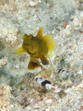 Yellow Shrimpgoby (Cryptocentrus cinctus) Yellow Shrimpgoby (Cryptocentrus cinctus)
