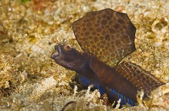 Magnificent Shrimp Goby (Flabelligobius sp.) Magnificent Shrimp Goby (Flabelligobius sp.)
