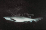 Bluntnose Sixgill Shark (Hexanchus griseus) Bluntnose Sixgill Shark (Hexanchus griseus)