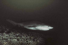 Bluntnose Sixgill Shark (Hexanchus griseus) Bluntnose Sixgill Shark (Hexanchus griseus)