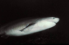 Bluntnose Sixgill Shark (Hexanchus griseus) Bluntnose Sixgill Shark (Hexanchus griseus)