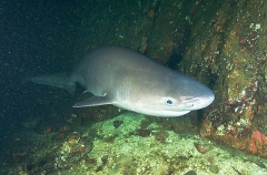 Bluntnose Sixgill Shark (Hexanchus griseus) Bluntnose Sixgill Shark (Hexanchus griseus)