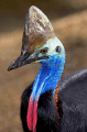 Southern Cassowary (Casuarius casuarius) Southern Cassowary (Casuarius casuarius)