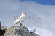 Snowy Sheathbill (Chionis alba) Snowy Sheathbill (Chionis alba)