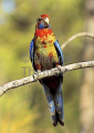 Crimson Rosella (Platycercus elegans) Crimson Rosella (Platycercus elegans)