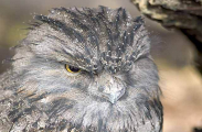Tawny Frogmouth (Podargus strigoides) Tawny Frogmouth (Podargus strigoides)