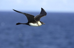 Pomarine Skua (Stercorarius pomarinus) Pomarine Skua (Stercorarius pomarinus)