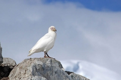 Snowy Sheathbill (Chionis alba) Snowy Sheathbill (Chionis alba)