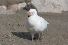 Snowy Sheathbill (Chionis alba) Snowy Sheathbill (Chionis alba)