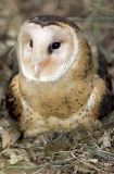 Eastern Grass Owl (Tyto capensis)