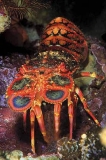 Regal Slipper Lobster (Arctides regalis)