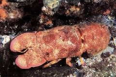 Blunt Slipper Lobster (Scyllarides squammosus) Blunt Slipper Lobster (Scyllarides squammosus)