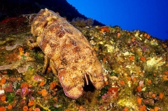 Aesop Slipper Lobster (Scyllarides haanii) Aesop Slipper Lobster (Scyllarides haanii)