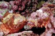 Smallscale Scorpionfish (Scorpaenopsis oxycephala) Smallscale Scorpionfish (Scorpaenopsis oxycephala)