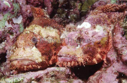 Smallscale Scorpionfish (Scorpaenopsis oxycephala) Smallscale Scorpionfish (Scorpaenopsis oxycephala)