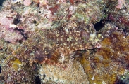 Smallscale Scorpionfish (Scorpaenopsis oxycephala) Smallscale Scorpionfish (Scorpaenopsis oxycephala)