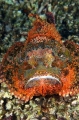 Smallscale Scorpionfish (Scorpaenopsis oxycephala) Smallscale Scorpionfish (Scorpaenopsis oxycephala)