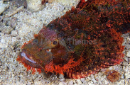 Smallscale Scorpionfish (Scorpaenopsis oxycephala) Smallscale Scorpionfish (Scorpaenopsis oxycephala)