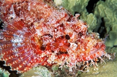 Smallscale Scorpionfish (Scorpaenopsis oxycephala) Smallscale Scorpionfish (Scorpaenopsis oxycephala)