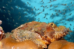 Smallscale Scorpionfish (Scorpaenopsis oxycephala) Smallscale Scorpionfish (Scorpaenopsis oxycephala)