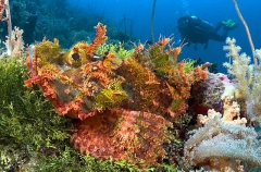 Smallscale Scorpionfish (Scorpaenopsis oxycephala) Smallscale Scorpionfish (Scorpaenopsis oxycephala)