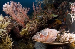 Smallscale Scorpionfish (Scorpaenopsis oxycephala) Smallscale Scorpionfish (Scorpaenopsis oxycephala)