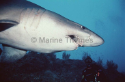 Smalltooth Sand Tiger Shark (Odontaspis ferox) Smalltooth Sand Tiger Shark (Odontaspis ferox)