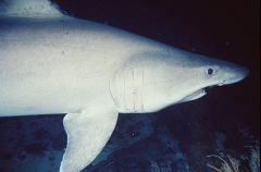 Smalltooth Sand Tiger Shark (Odontaspis ferox)