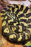 Carpet Python (Morelia spilota mcdowelli) Carpet Python (Morelia spilota mcdowelli)