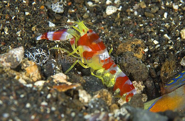 randalls pistol shrimp