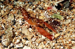 Snapping Shrimp (Alpheus novaezealandiae) Snapping Shrimp (Alpheus novaezealandiae)