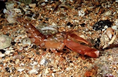 Snapping Shrimp (Alpheus novaezealandiae)