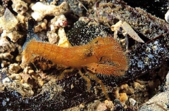 Hairy snapping Shrimp (Alpheus villosus)