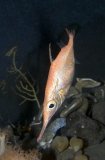 Longspine Snipefish (Macroramphosus scolopax) Longspine Snipefish (Macroramphosus scolopax)