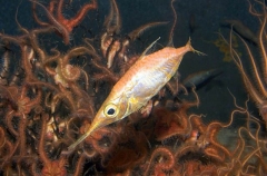 Longspine Snipefish (Macroramphosus scolopax) Longspine Snipefish (Macroramphosus scolopax)