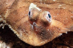 Small Headed Sole (Aesopia macrocephala) Small Headed Sole (Aesopia macrocephala)