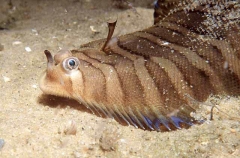 Small Headed Sole (Aesopia macrocephala)