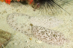 Finless Sole (Pardachirus marmoratus) Finless Sole (Pardachirus marmoratus)