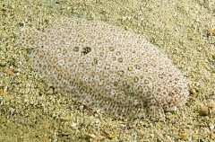 Finless Sole (Pardachirus marmoratus) Finless Sole (Pardachirus marmoratus)